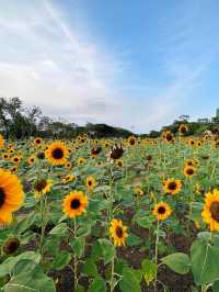 ทุ่งทานตะวันบานกลางกรุง2023 @สวนรถไฟ 🌻🤍🌿