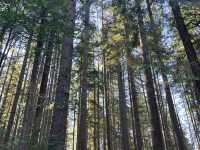 Hiking in Vancouver 