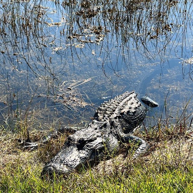 Wildlife experience at Everglades 