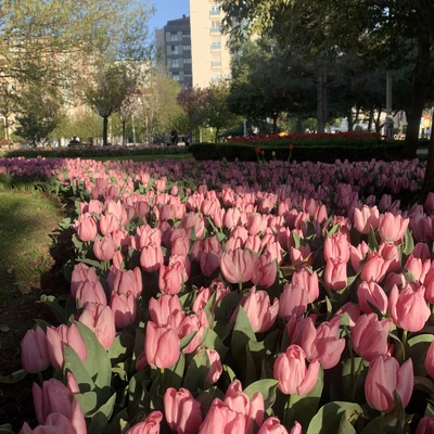 Tulips in Bloom ???? Istanbul Travelogues Tulips in Bloom ???? Istanbul Travelogues