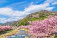 Izu Peninsula's cherry blossoms 🌸