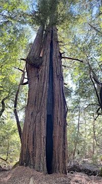 Ancient Redwoods at Jenner Headlands Preserve | Jenner Headlands Preserve