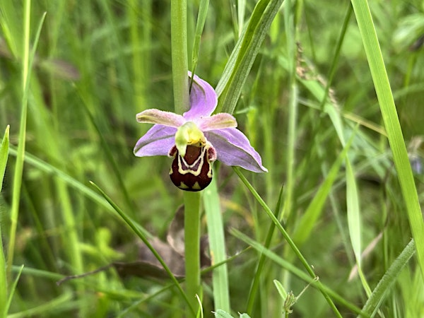 Wildflowers for All: June | Whisby Education Centre