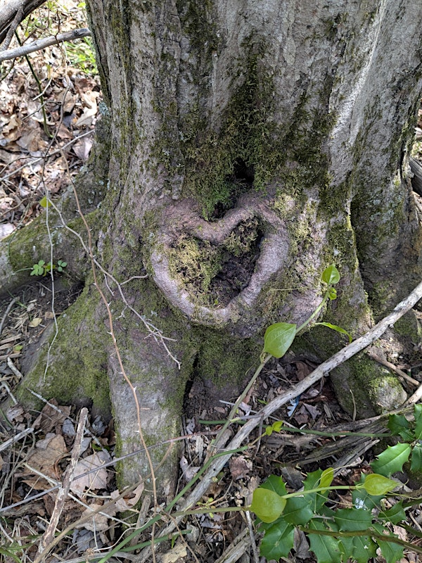 Silent Worship in Loving Memory of Sheila Bach | Friends Wilderness Center