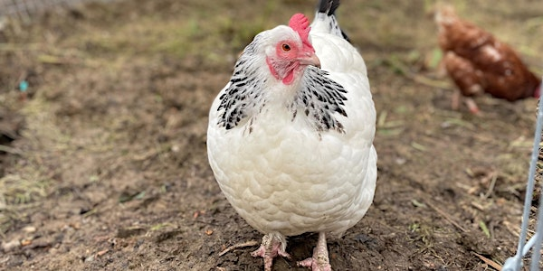 Chicken Keeping Basics | Oxford City Farm