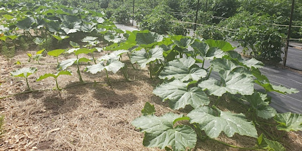 Salt Spring Island Dry Farming Showcase and Field Day | Tardigrade Seeds