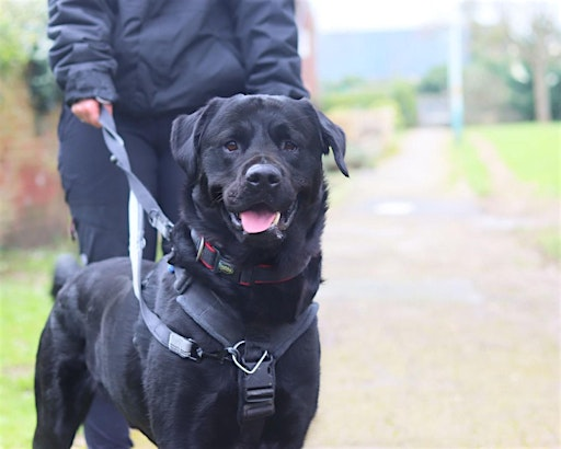 Understanding Dog Reactivity Talk | Cheltenham Animal Shelter