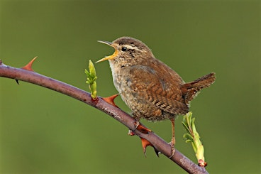Bird ID for Beginners at Attenborough Nature Reserve | Attenborough Nature Reserve - Parking at ANC