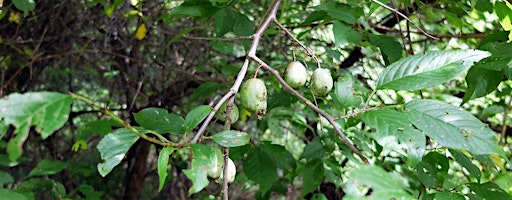 Guided Tree Walk at Preddy Creek | 3690 Burnley Station Rd
