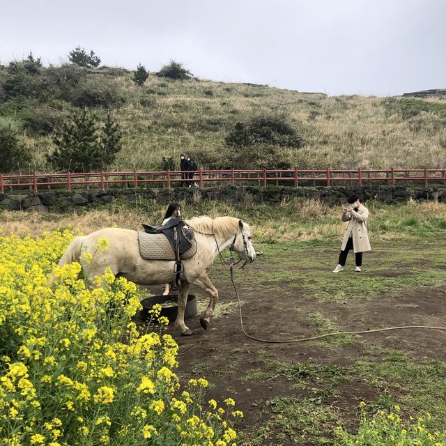 제주 유채꽃 포토존, 산방산 유채꽃밭 🌼