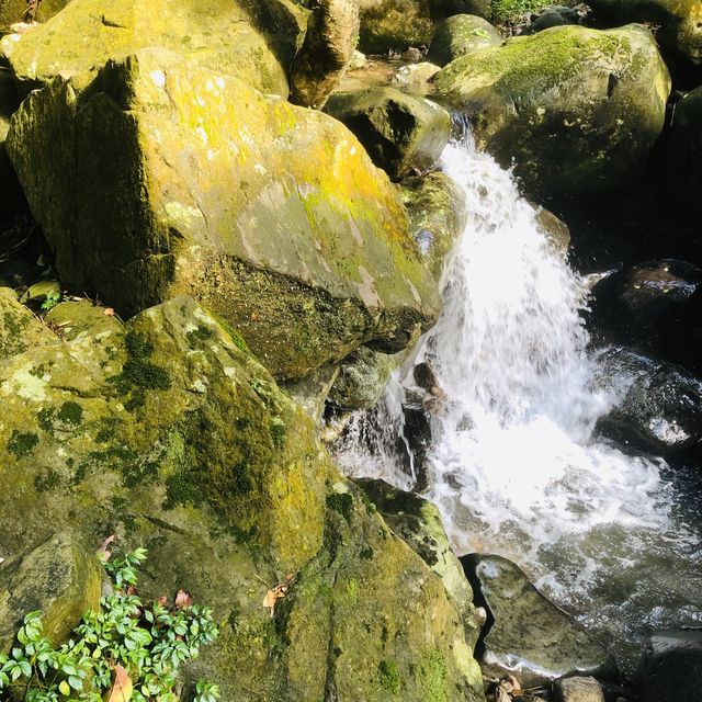 ㄧ日冒險王⛰阿里磅瀑布登山步道