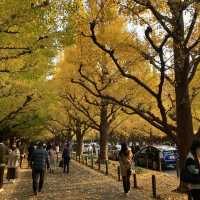 東京『神宮外苑いちょう並木』