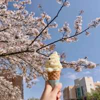 대학로 벚꽃 맛집, 경북대학교 러브로드?!💓
