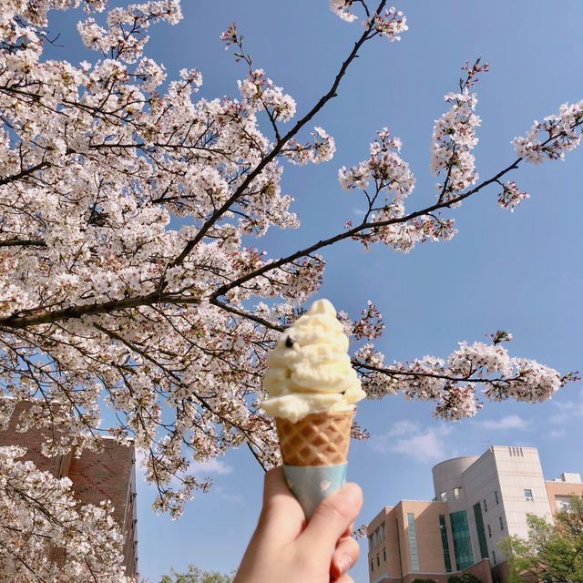 대학로 벚꽃 맛집, 경북대학교 러브로드?!💓