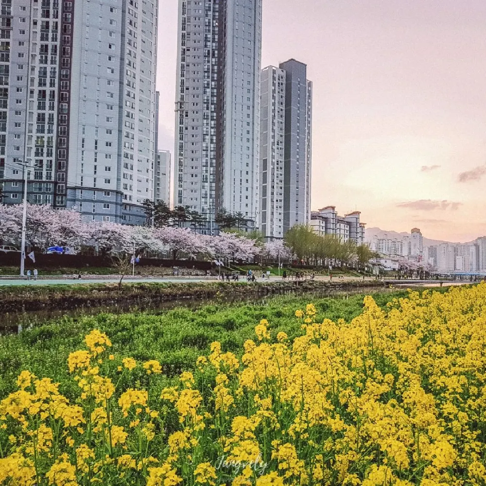 벚꽃, 유채꽃  같이 즐기는 곳은 여기 !