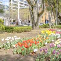 横浜公園の桜景色