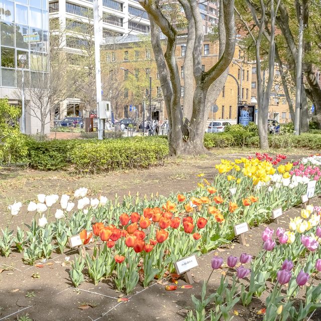 横浜公園の桜景色