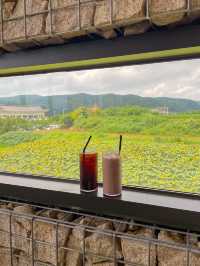 아직도 해바라기 못본 사람 없죠? 경주 해바라기 카페!