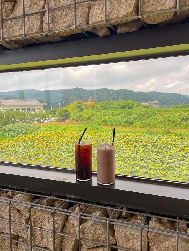아직도 해바라기 못본 사람 없죠? 경주 해바라기 카페!