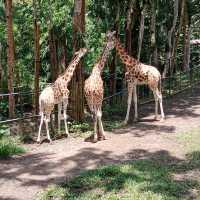 Great Weekend at Cebu Safari & Adventure Park