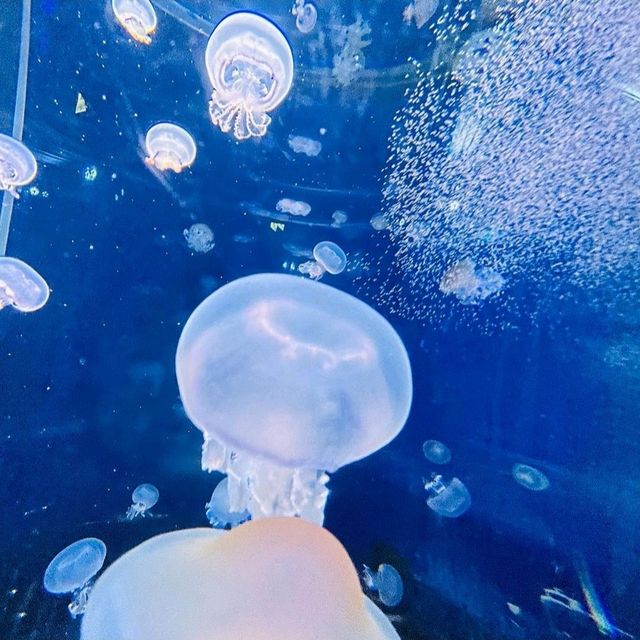 【新江ノ島水族館】神奈川県/江ノ島