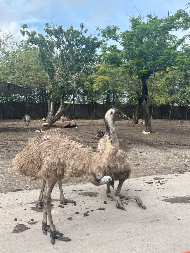 泰國曼谷野生動物園
