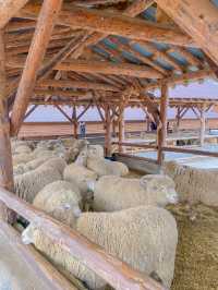 강원도 평창 여행 코스 🐑대관령 양떼목장