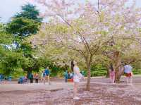 벚꽃명소로 불리는 도쿄의 신주쿠교엔🌸