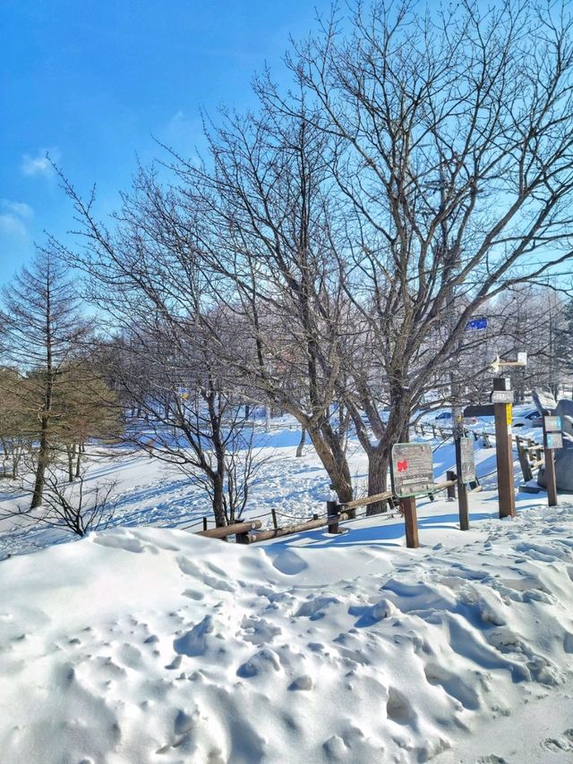 차타고 해발1330m 만항재를 즐기는 눈꽃여행❄️🤍