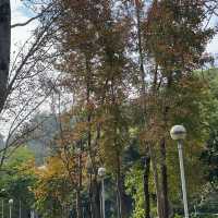 將軍澳輕鬆發現紅葉
