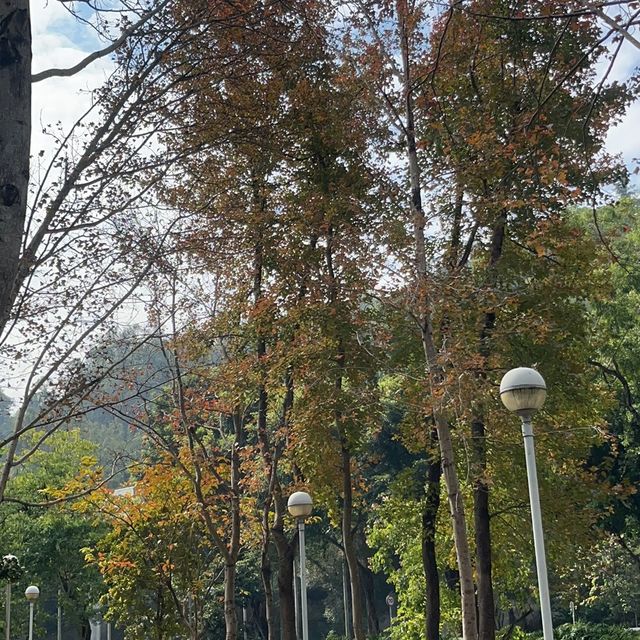 將軍澳輕鬆發現紅葉