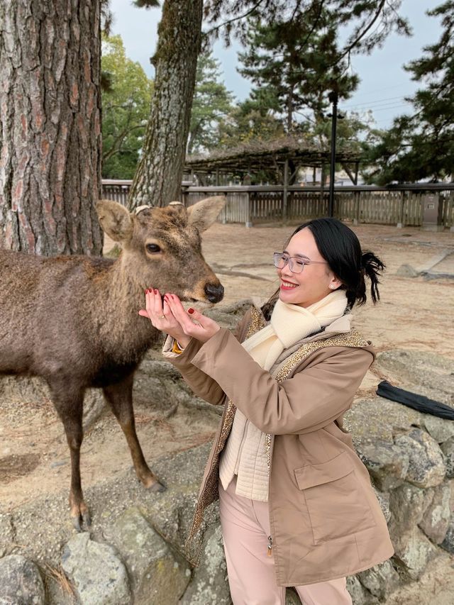 Free petting deer. 