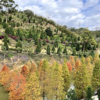 三灣落羽松莊園 🖌 秋意濃🍁的文青打卡景點