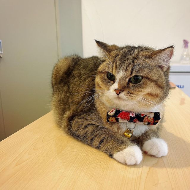 🐱 萌爆喵星人伴你渡過週末