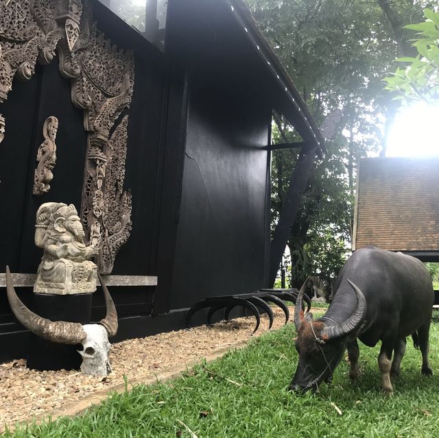แอ่วเมืองเหนือ ชมศิลปะ @พิพิธภัณฑ์บ้านดำ
