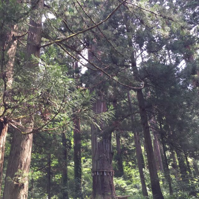 国宝羽黒山五重塔　暑い夏に行きたいスポット👍