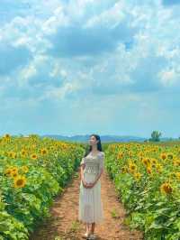 7월에 피는 가장 예쁜 꽃 해바라기🌻보러 안성팜랜드로 오세요💛