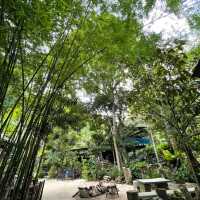 คาเฟ่ธรรมชาติ “ที่นี่บางเบาะ ป่าตอง”