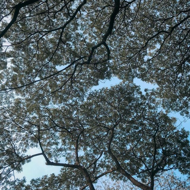 สวนเบญจกิติ สวนป่ากลางกรุง!!!