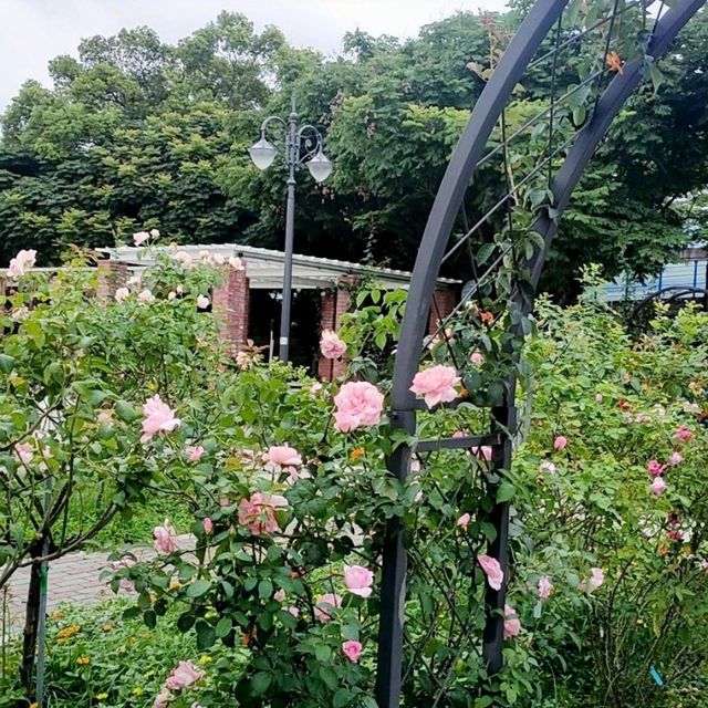 滿園花朵盛開-台北玫瑰園