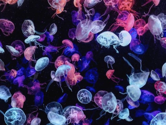 珠海長隆海洋王國