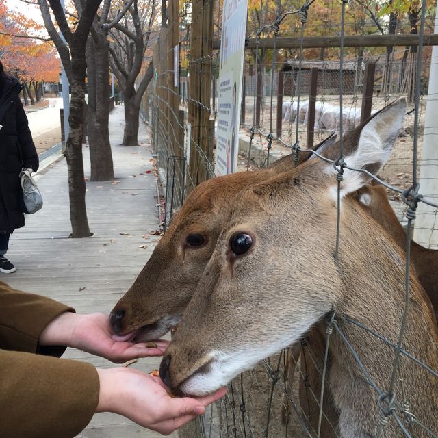 단풍과 억새가 기다려지는, 서울숲🍁