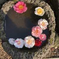 [제주도 여행] 겨울에는 동백꽃 보러🌺