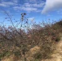 👨‍👩‍👧‍👦合家歡行山路線🥾大帽山家樂徑