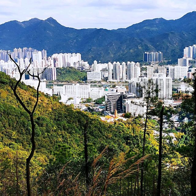 針山