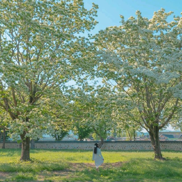 [대형 이팝나무를 만날 수 있는 경주, 오릉🌿]