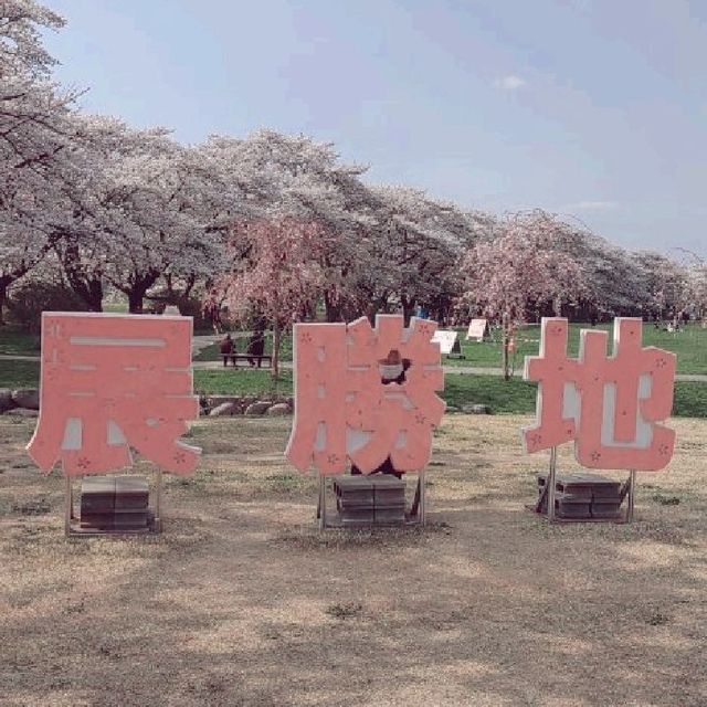 お花見ざんまい