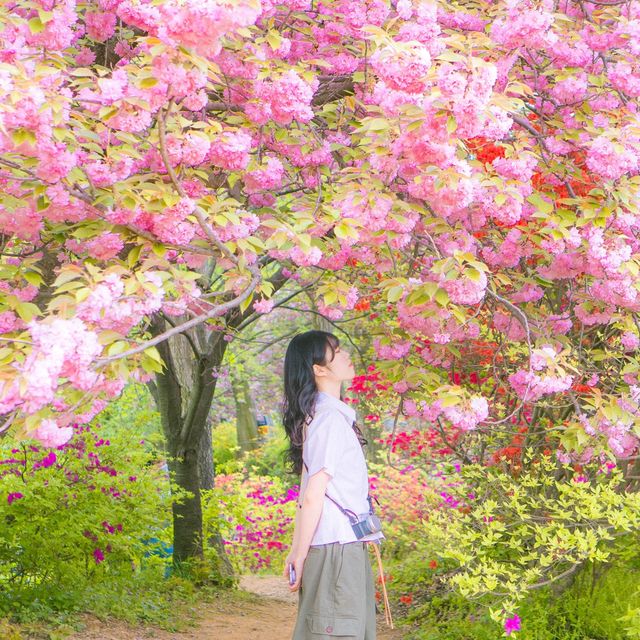 봄에 전주를 가야하는 이유🌸