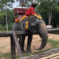 Elephant kingdom!!