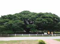 ต้นจามจุรียักษ์ 🌳👹😃🫶🏻😍💗📍🔝